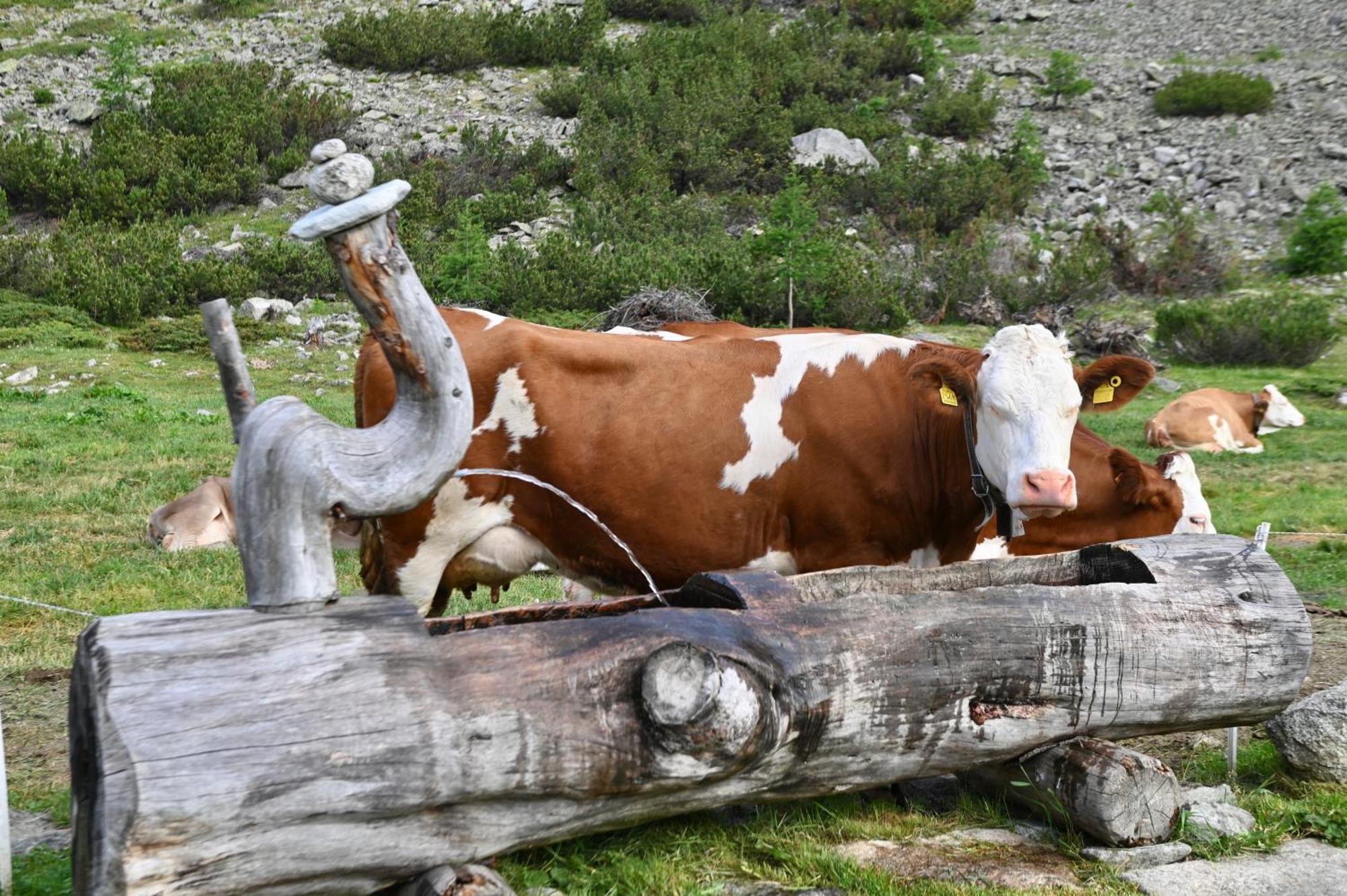 Agriturismo Bosco D'Oro Livigno Eksteriør billede